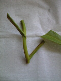 N.アラタの挿し木