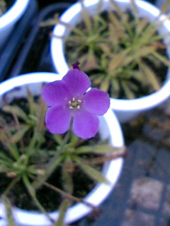 Ｄ．カペンシスの花