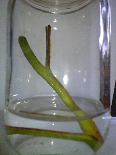 N.アラタの挿し木