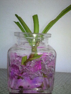 N.アラタの挿し木