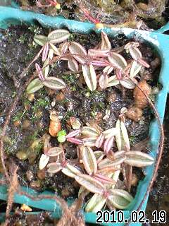 P.ﾙｼﾀﾆｶの実生苗