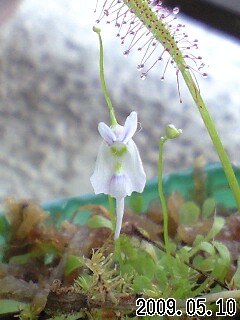 U.ｻﾝﾀﾞｰｿﾆｰ