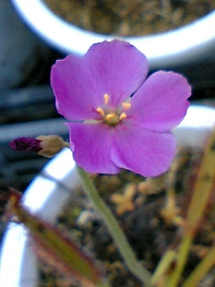 D.カペンシスの花（伊勢花しょうぶ園)