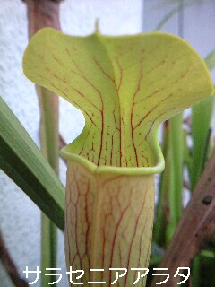 S.アラタ | 僕の食虫植物日記 - 楽天ブログ