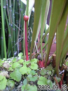 S.ﾌﾗﾊﾞの花芽