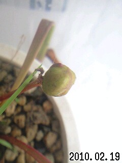 S.ﾐﾉｰﾙのつぼみ