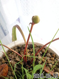 S.ﾐﾉｰﾙのつぼみ