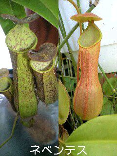 ネペンテス ウツボカズラ の栽培 僕の食虫植物日記 楽天ブログ