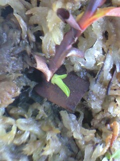 Ｎ．グラシリスの腋芽