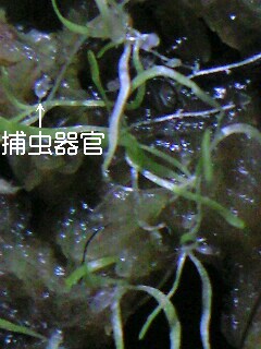 U.サンダーソニー