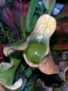 S.プルプレア（１階）の捕虫葉