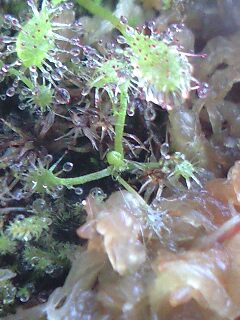 Ｄ．アングリカの子株