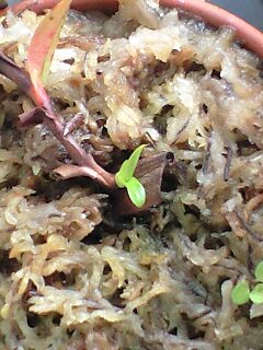 Ｎ．グラシリスの腋芽