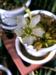 ハエトリソウの花