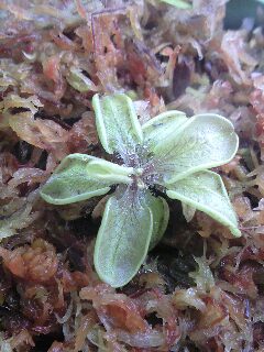 Ｐ．ルシタニカ