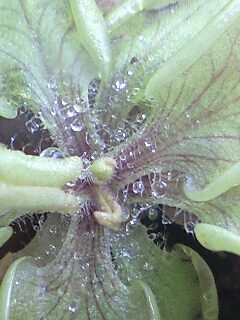 Ｐ．ルシタニカ