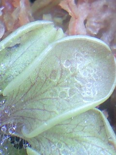 Ｐ．ルシタニカの捕虫葉