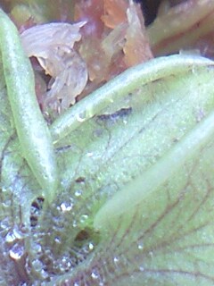 Ｐ．ルシタニカの捕虫葉