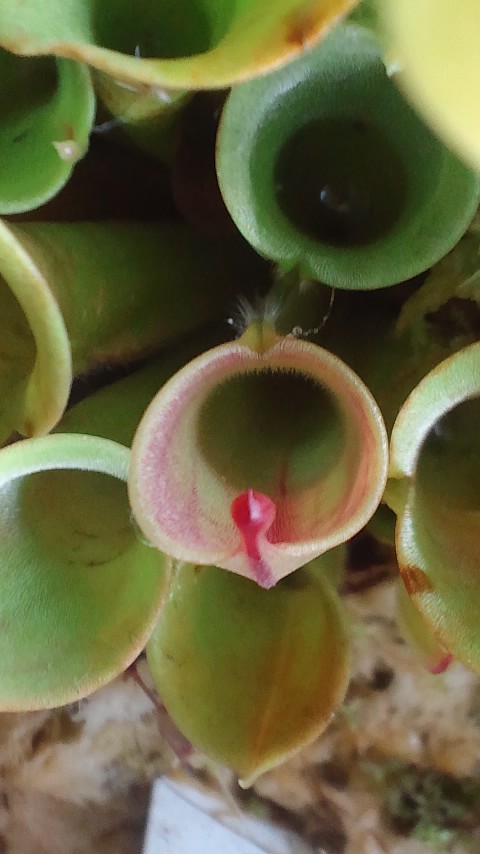 H.ﾐﾉｰﾙ×ﾍﾃﾛﾄﾞｸｻ