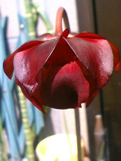 Ｓ．プルプレアの花