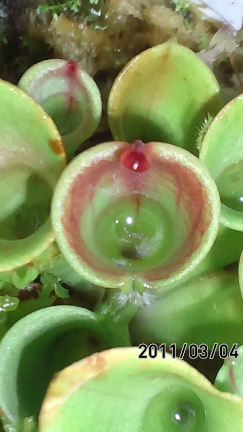 H.ﾐﾉｰﾙ×ﾍﾃﾛﾄﾞｸｻ