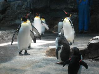 ペンギン１
