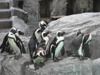 ペンギン４