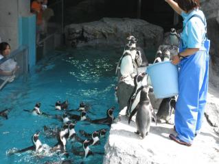 ペンギン５