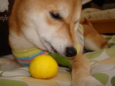 DSC02195.JPG