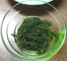 umibudou