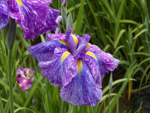 画像 013楽天用.jpg