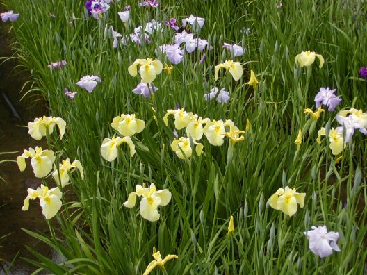 画像 015楽天用.jpg