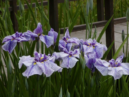 画像 018楽天用.jpg