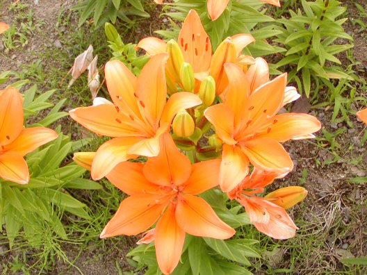 画像 027楽天用.jpg