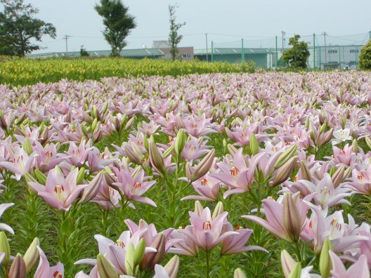 画像 036楽天用.jpg