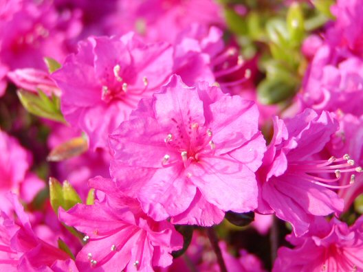 画像 008楽天用.jpg