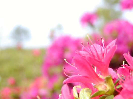 画像 009楽天用.jpg