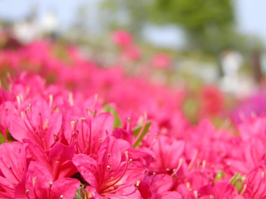 画像 010楽天用.jpg