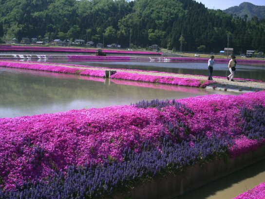 画像 002楽天用.jpg