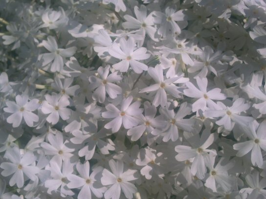 画像 032楽天用.jpg