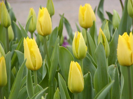 画像 019楽天用.jpg