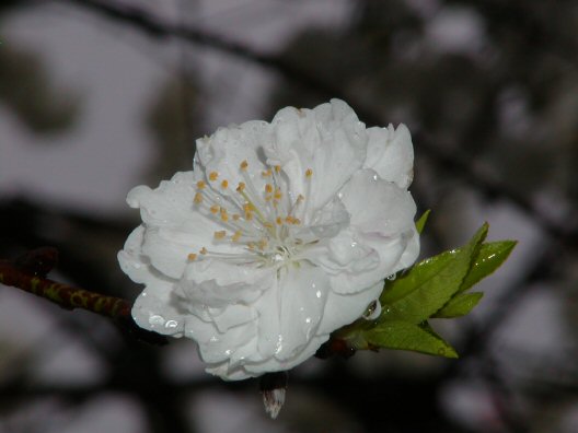 画像 034楽天用.jpg