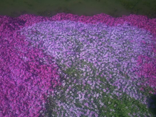 画像 009楽天用.jpg