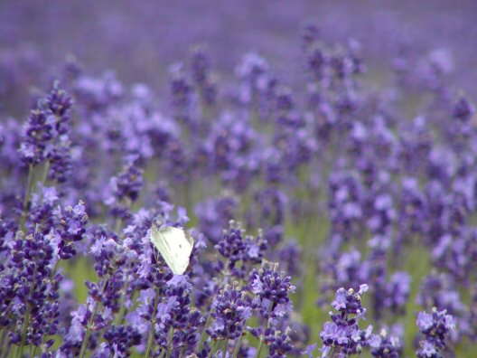 画像 012楽天用.jpg