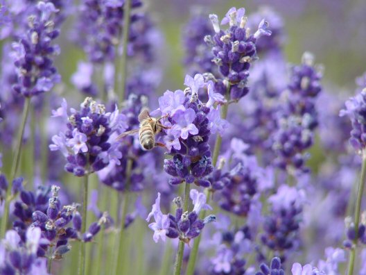 画像 032楽天用.jpg