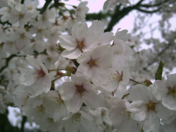 画像 024楽天用.jpg