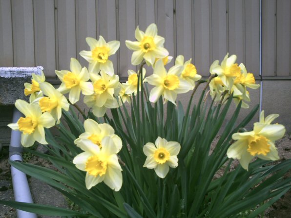 画像 027楽天用.jpg