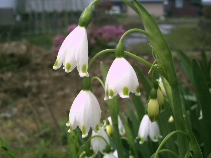 画像 038楽天用.jpg