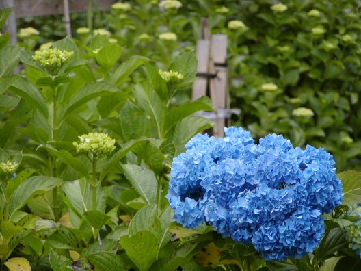 画像 019楽天用.jpg