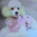 20061202_ﾜﾝ.jpg